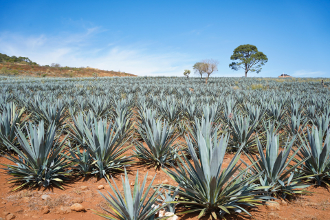 10 Dinge, die du noch nicht über Tequila wusstest!