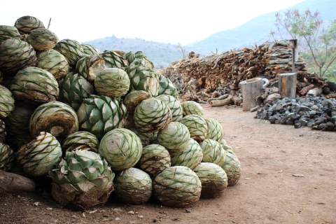 Mezcal - Zwischen Trend und Tradition