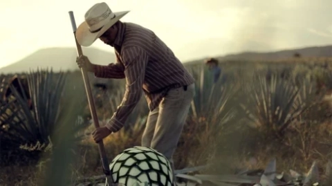 Entdecke Tequila und Mezcal